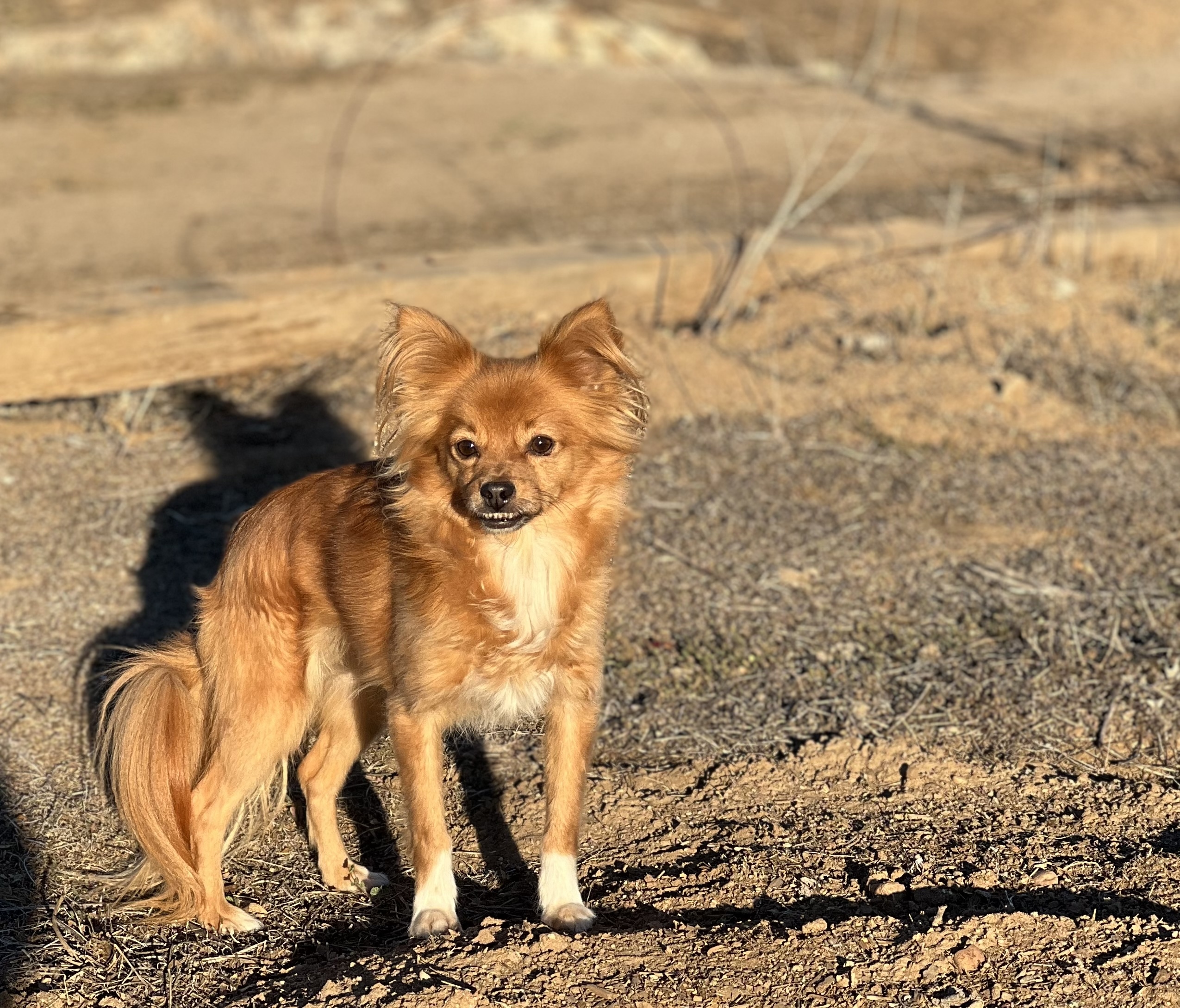 Cameron, an adoptable Papillon in Ramona, CA, 92065 | Photo Image 1