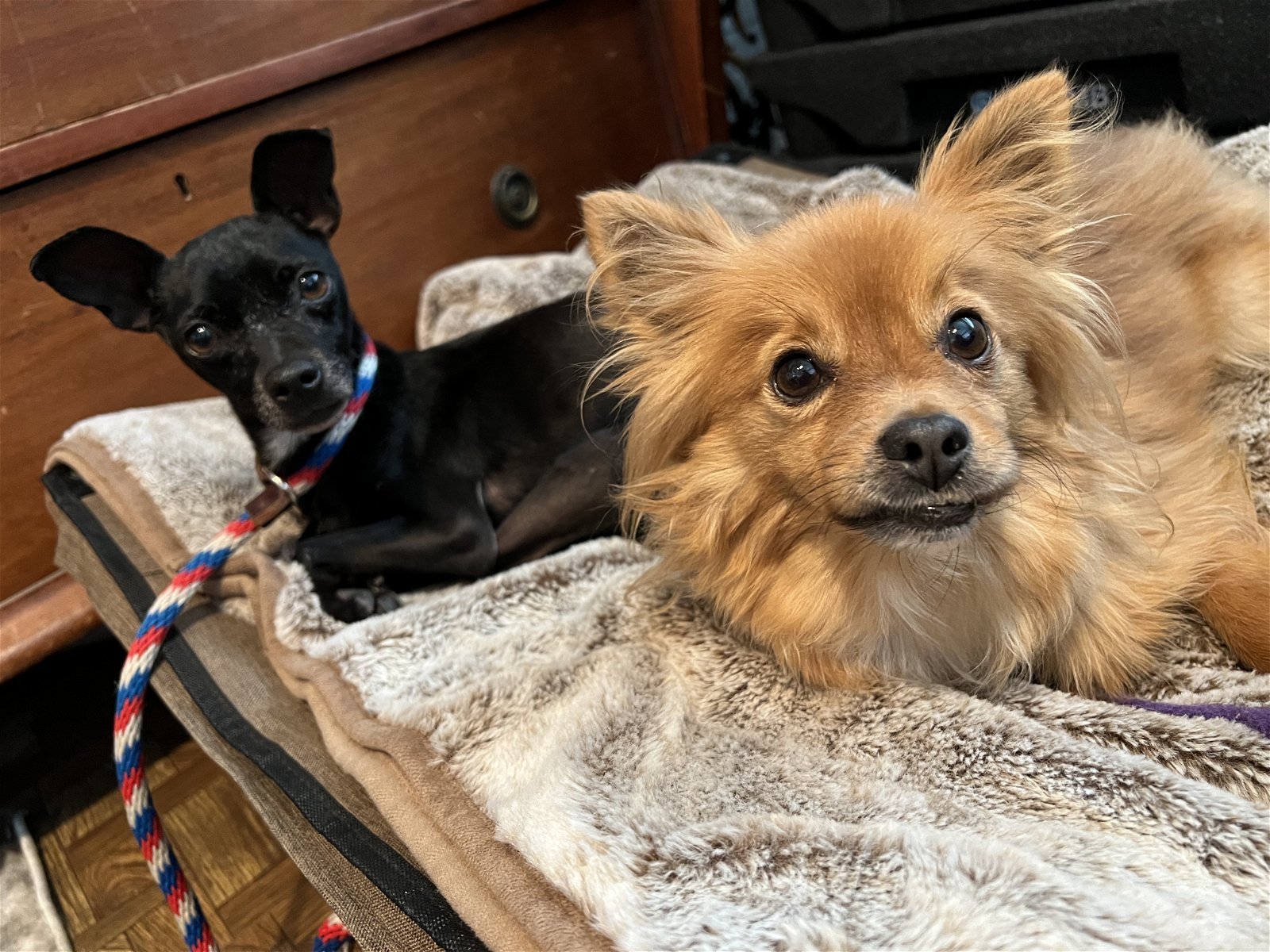 Cameron, an adoptable Papillon in Ramona, CA, 92065 | Photo Image 4