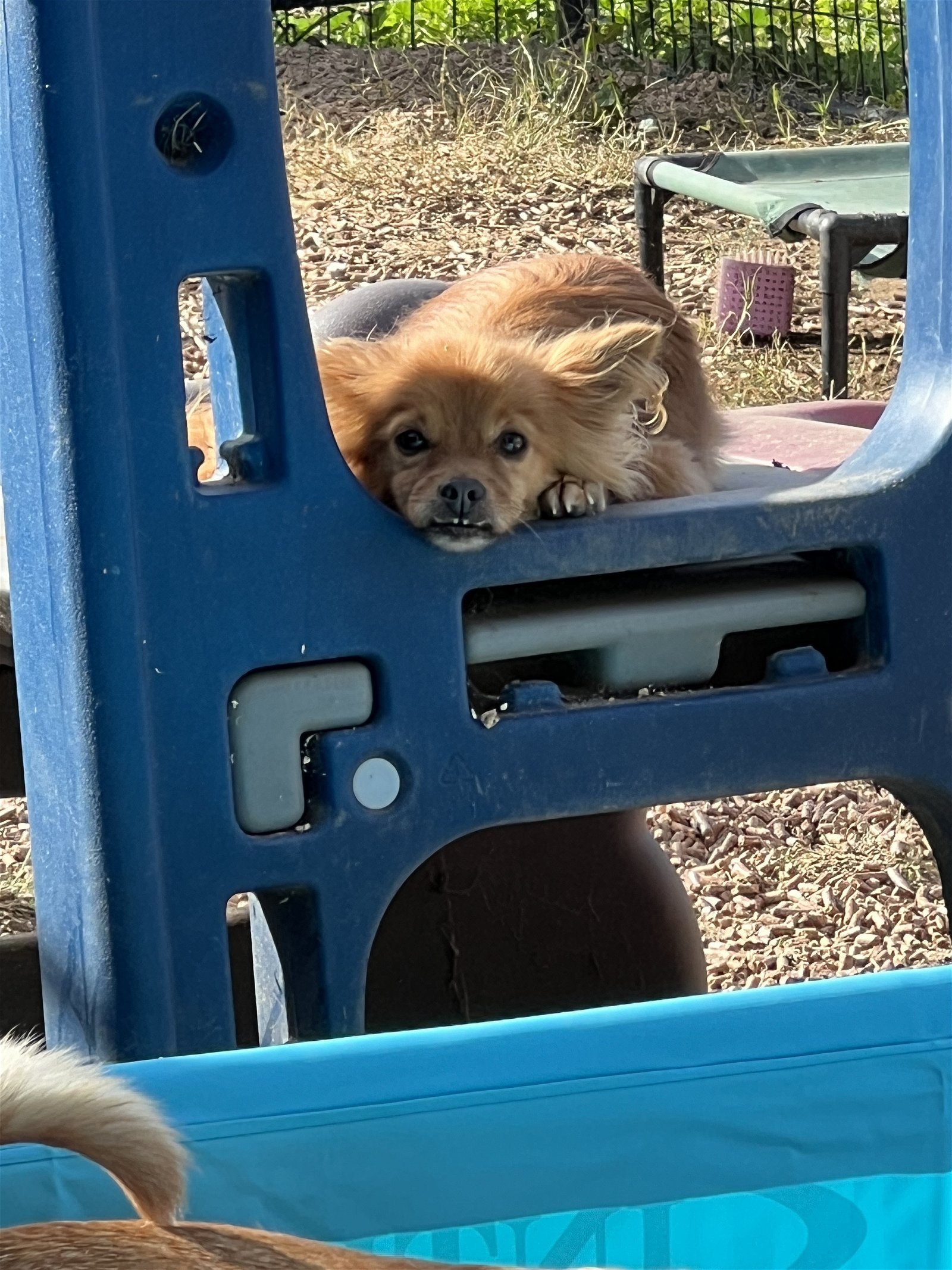 Cameron, an adoptable Papillon in Ramona, CA, 92065 | Photo Image 5