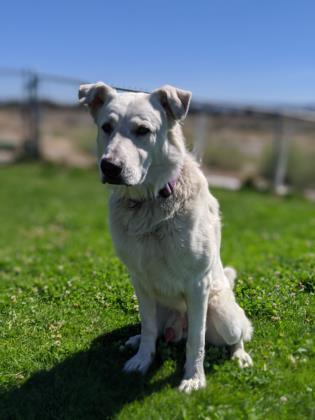 Coda Bear, an adoptable German Shepherd Dog & Labrador Retriever Mix in Prineville, OR_image-2