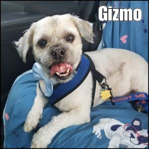 Gizmo 