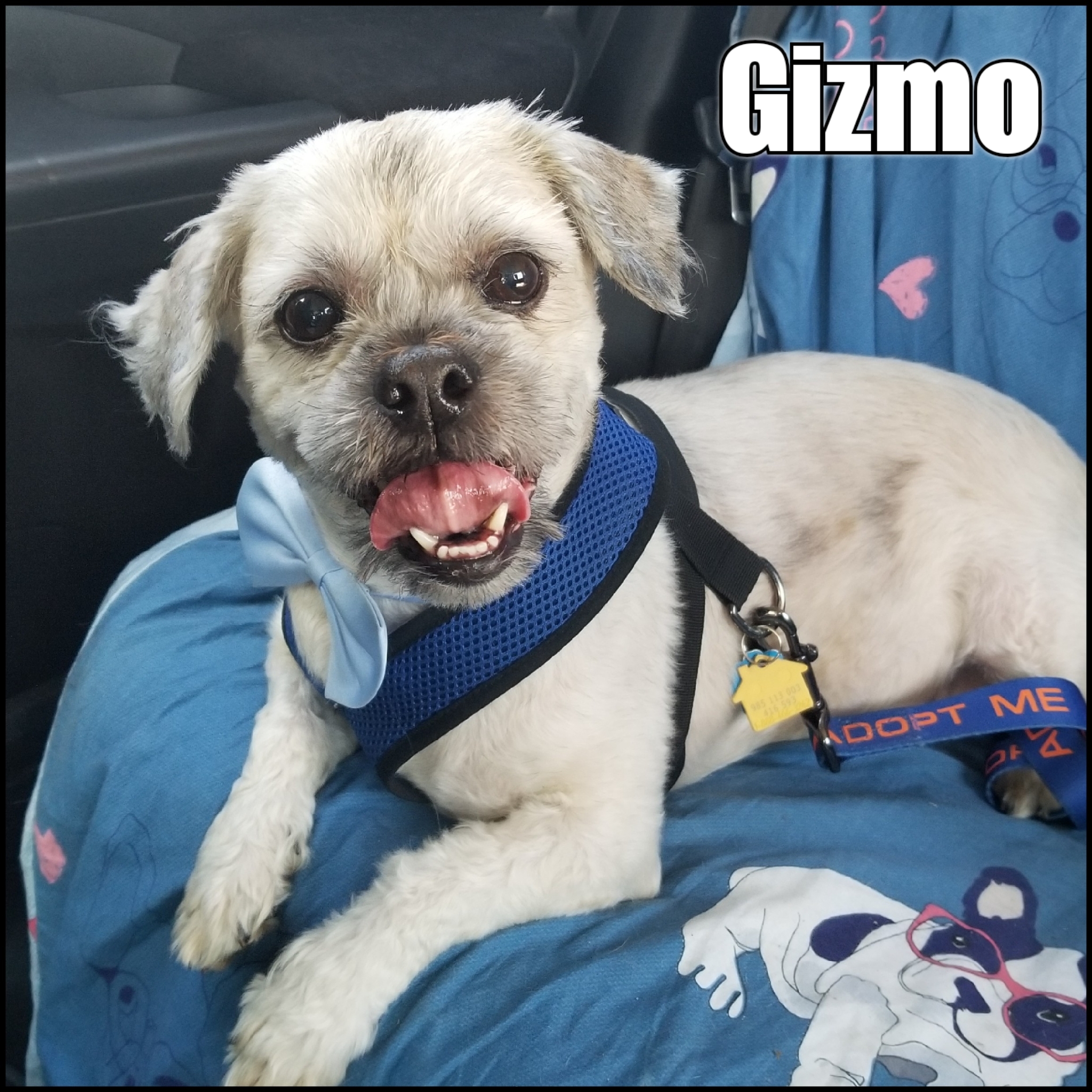Gizmo detail page