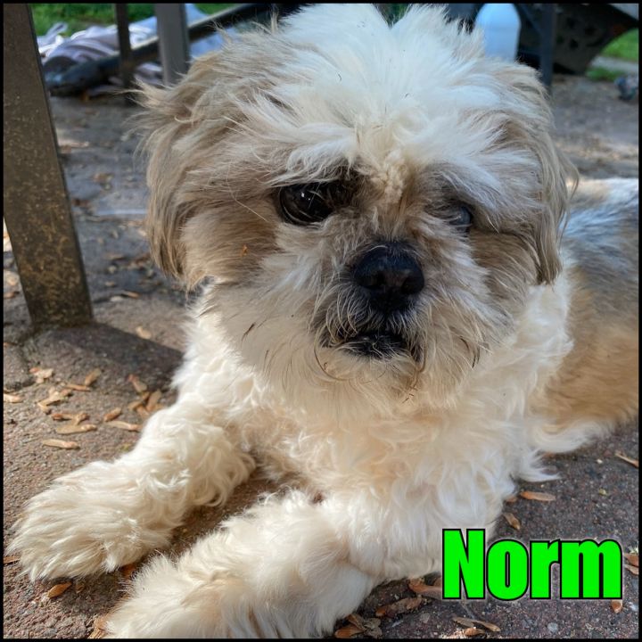 Norm 1