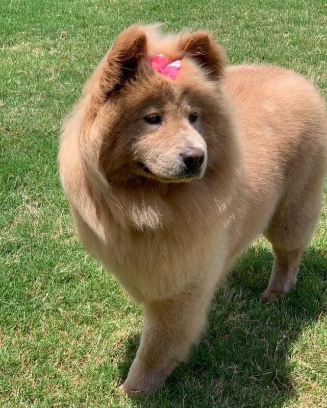 Dog for adoption Riley, a Chow Chow in Houston, TX