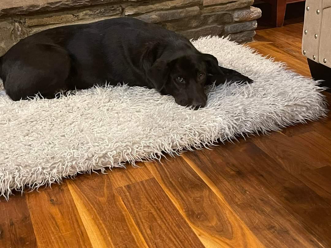 Sylvie, an adoptable Labrador Retriever in Holly Springs, NC, 27540 | Photo Image 1