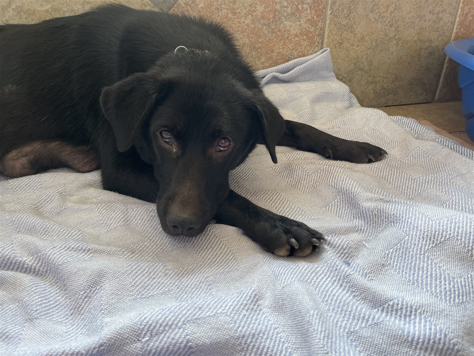 Sylvie, an adoptable Labrador Retriever in Holly Springs, NC, 27540 | Photo Image 2