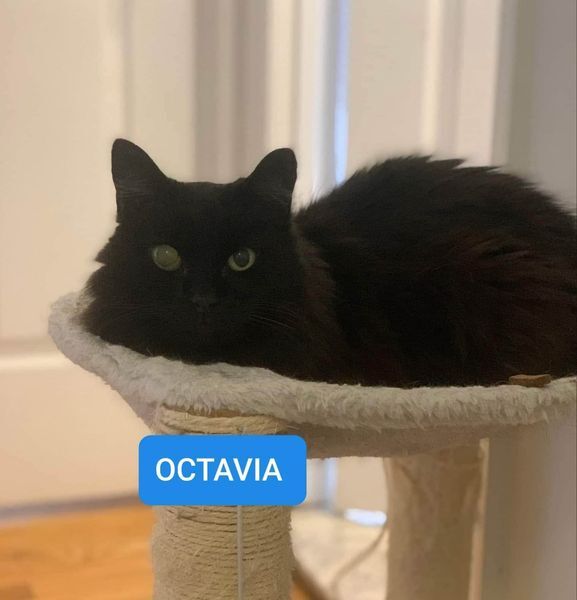 Octavia 4