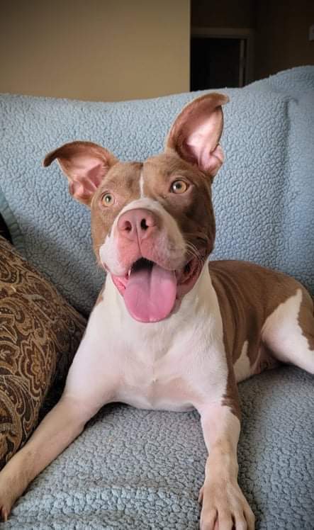 Clementine, an adoptable American Staffordshire Terrier in Jackson, TN, 38305 | Photo Image 3