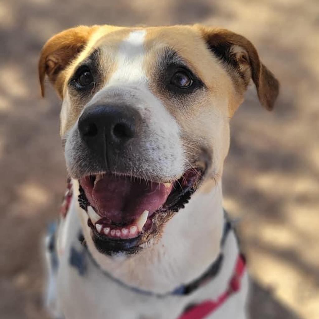 Junie, an adoptable Pit Bull Terrier, Great Pyrenees in Kanab, UT, 84741 | Photo Image 1