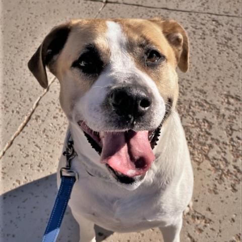 Junie, an adoptable Pit Bull Terrier, Great Pyrenees in Kanab, UT, 84741 | Photo Image 2