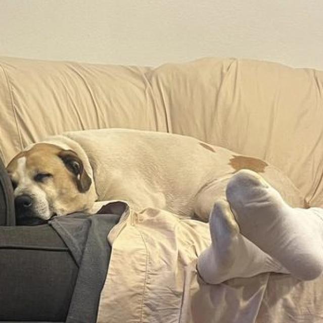 Junie, an adoptable Labrador Retriever, Great Pyrenees in Kanab, UT, 84741 | Photo Image 2