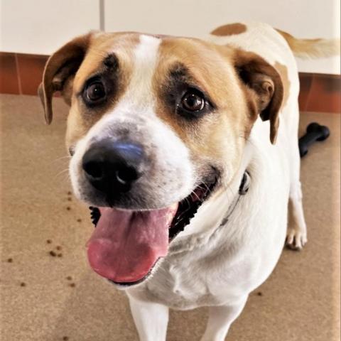 Junie, an adoptable Pit Bull Terrier, Great Pyrenees in Kanab, UT, 84741 | Photo Image 3