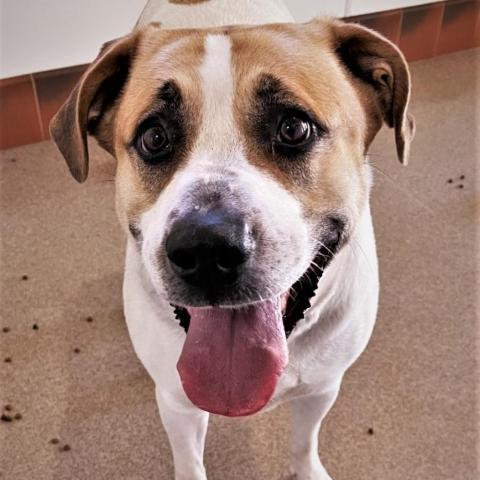 Junie, an adoptable Pit Bull Terrier, Great Pyrenees in Kanab, UT, 84741 | Photo Image 4