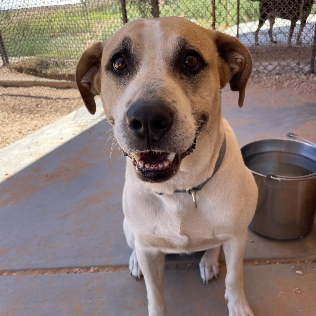 Junie, an adoptable Labrador Retriever, Great Pyrenees in Kanab, UT, 84741 | Photo Image 4
