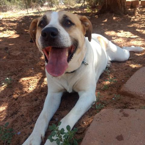Junie, an adoptable Pit Bull Terrier, Great Pyrenees in Kanab, UT, 84741 | Photo Image 5