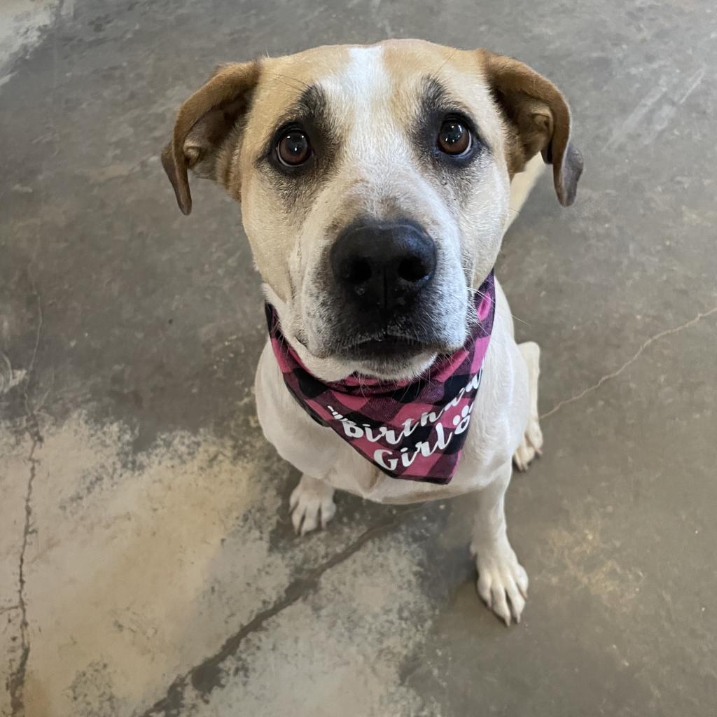 Junie, an adoptable Pit Bull Terrier, Great Pyrenees in Kanab, UT, 84741 | Photo Image 5