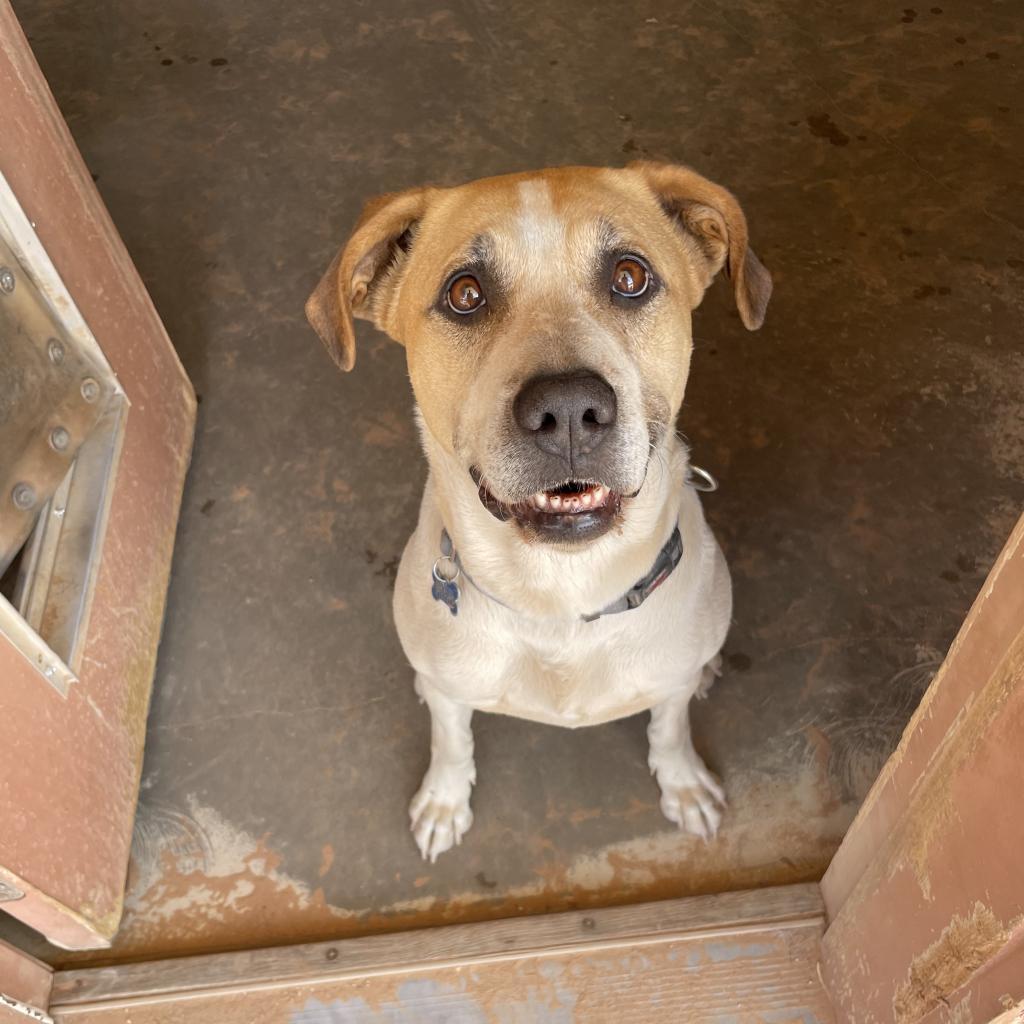 Junie, an adoptable Pit Bull Terrier, Great Pyrenees in Kanab, UT, 84741 | Photo Image 6