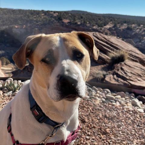 Junie, an adoptable Pit Bull Terrier, Great Pyrenees in Kanab, UT, 84741 | Photo Image 6