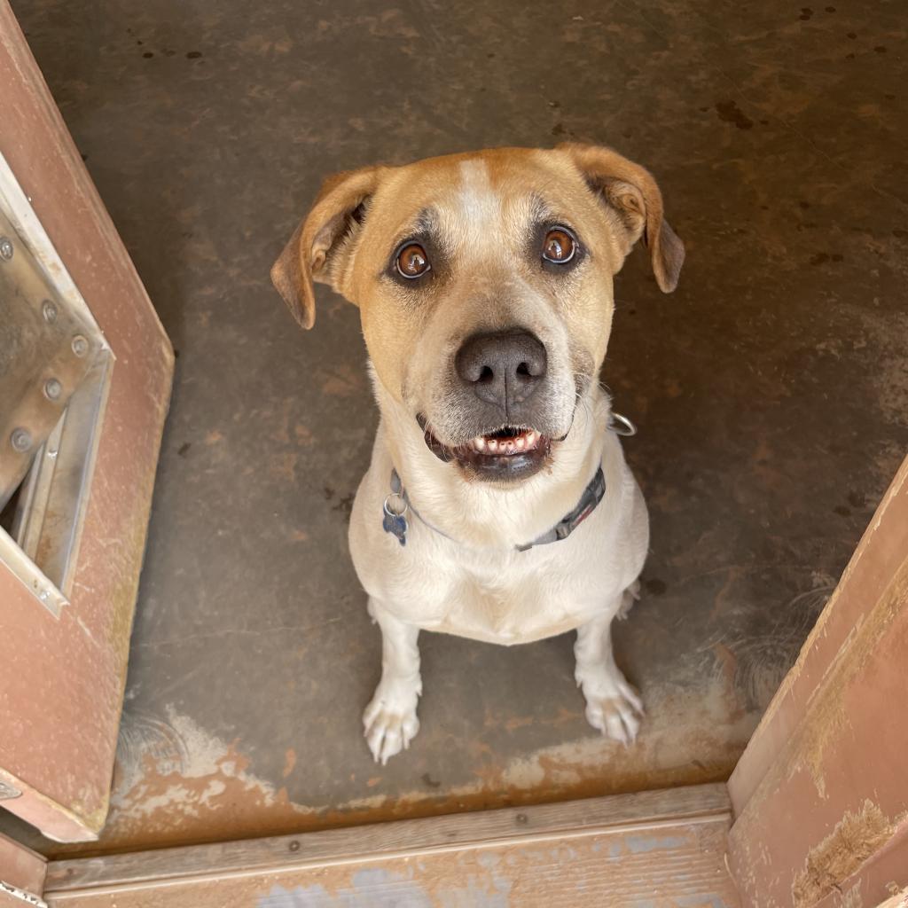 Junie, an adoptable Labrador Retriever, Great Pyrenees in Kanab, UT, 84741 | Photo Image 6