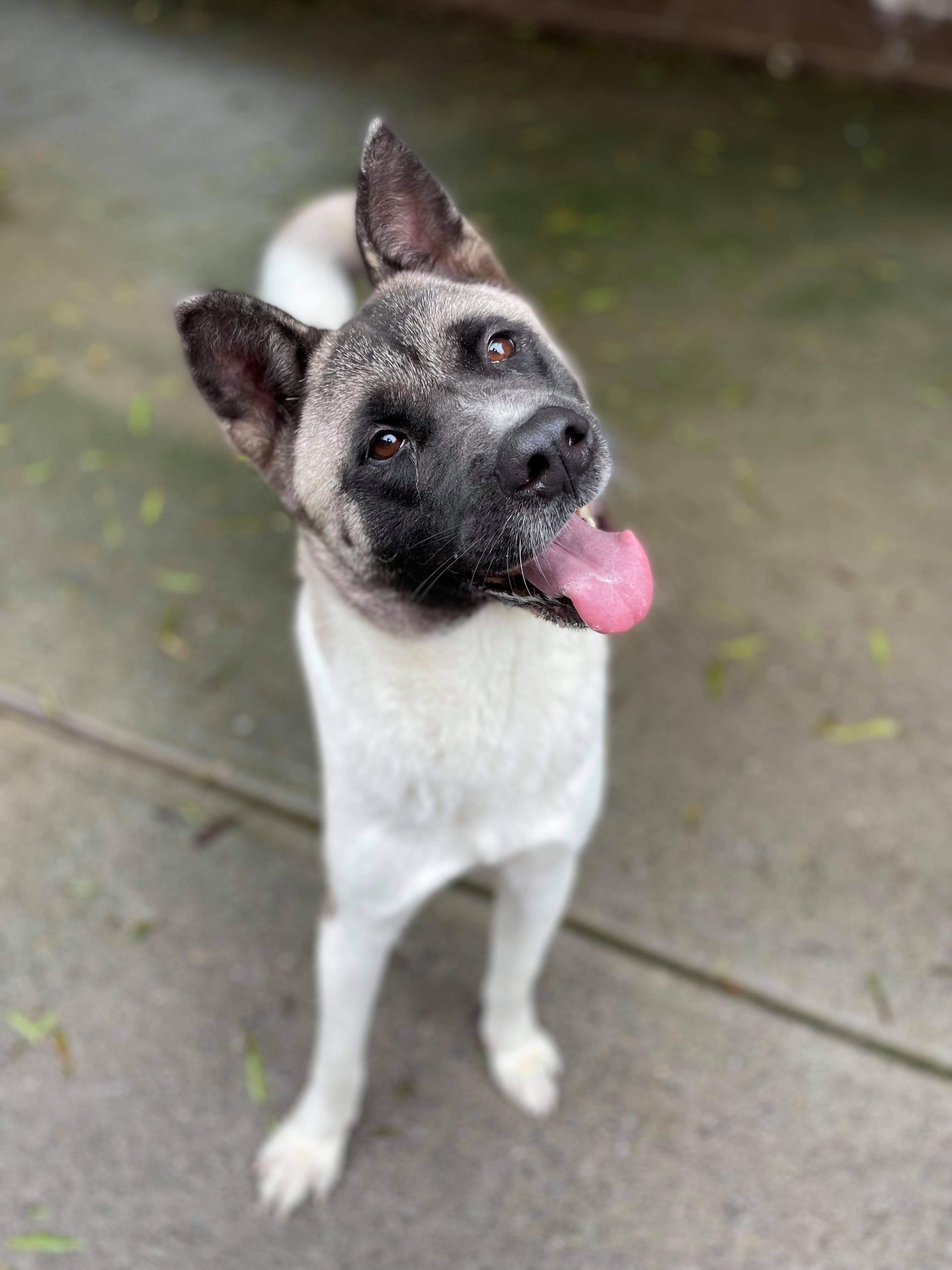 Katie , an adoptable Akita in Snellville, GA, 30039 | Photo Image 2