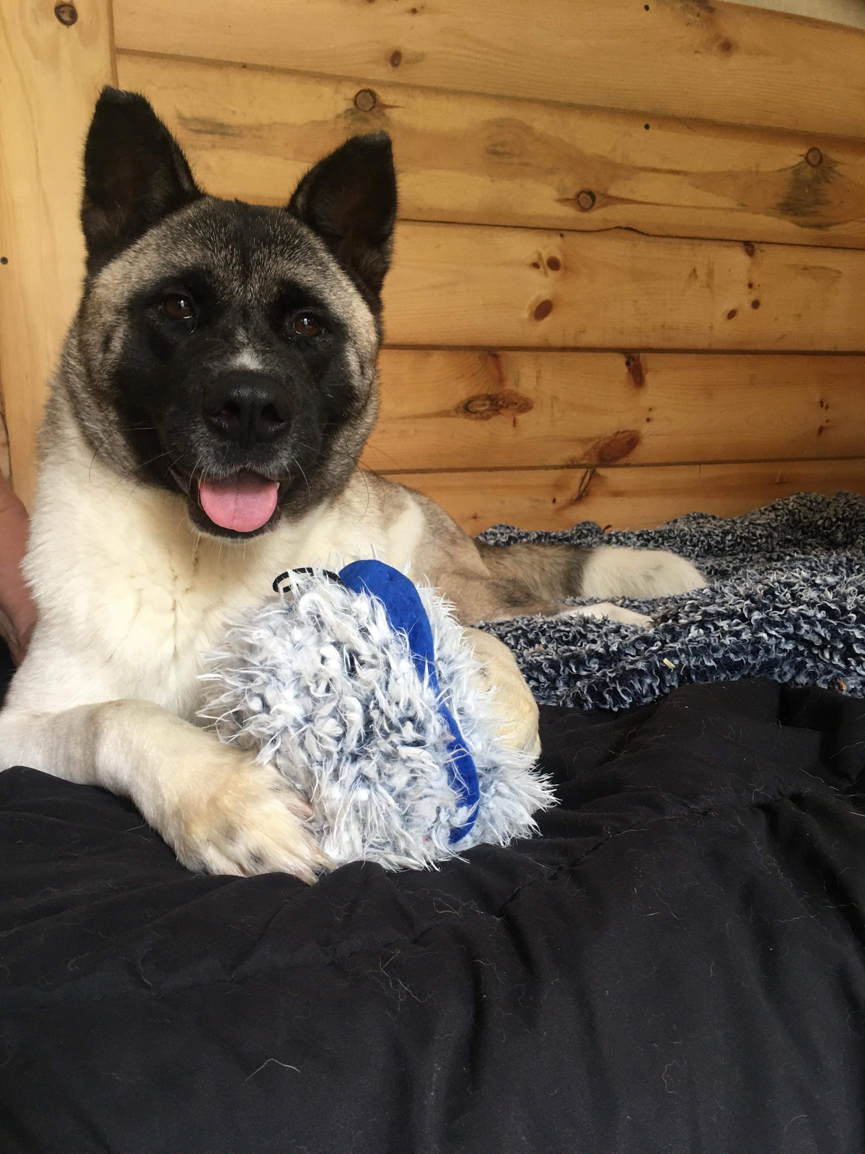 Katie , an adoptable Akita in Snellville, GA, 30039 | Photo Image 1