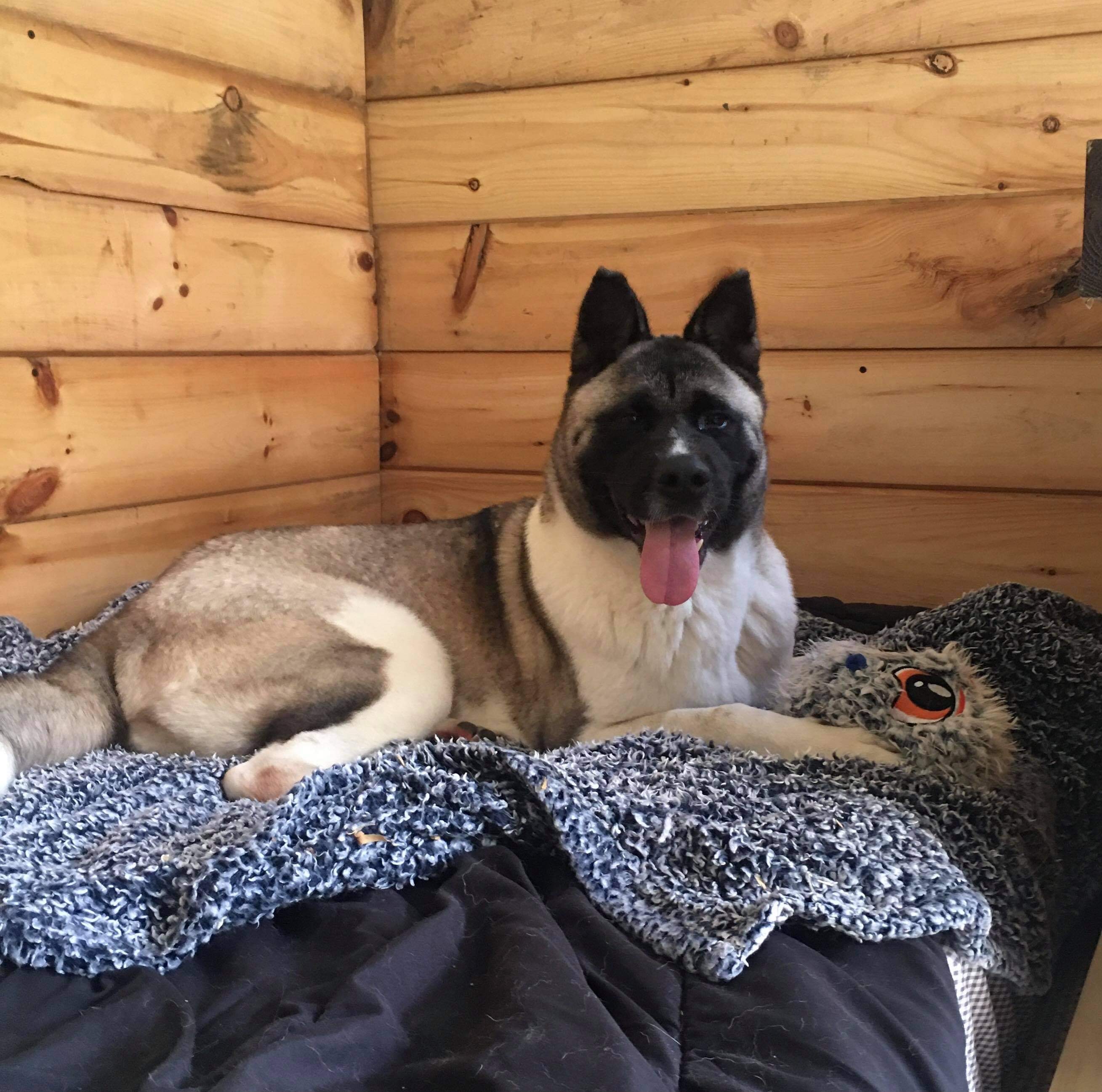 Katie , an adoptable Akita in Snellville, GA, 30039 | Photo Image 4