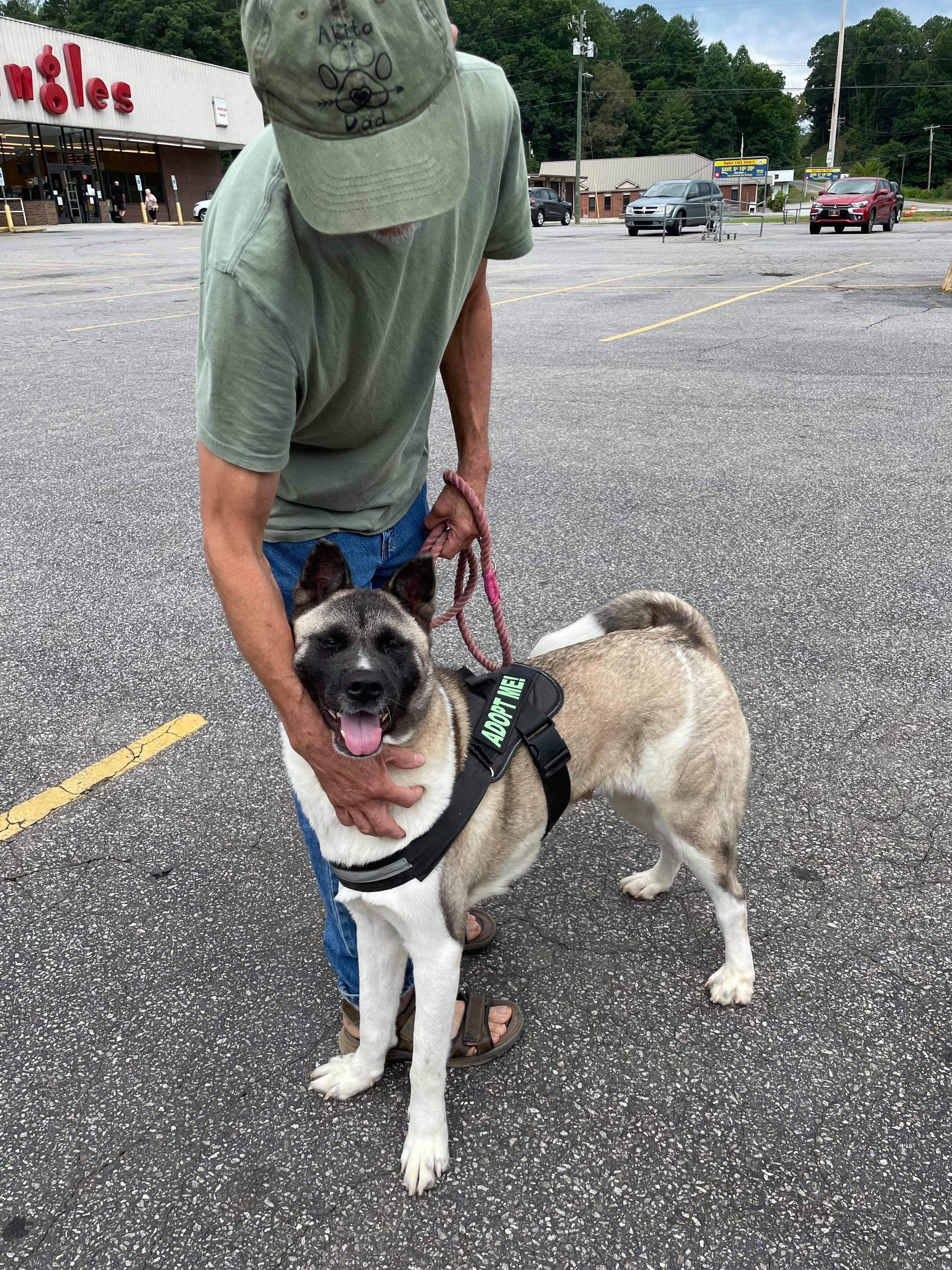 Katie , an adoptable Akita in Snellville, GA, 30039 | Photo Image 5