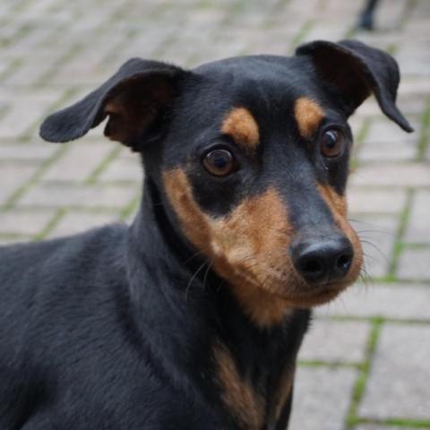 Pirate, an adoptable Miniature Pinscher in Rensselaer, NY, 12144 | Photo Image 1