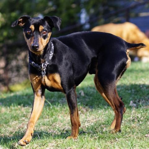 Pirate, an adoptable Miniature Pinscher in Albany, NY, 12220 | Photo Image 2