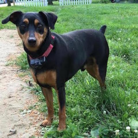 Pirate, an adoptable Miniature Pinscher in Albany, NY, 12220 | Photo Image 3