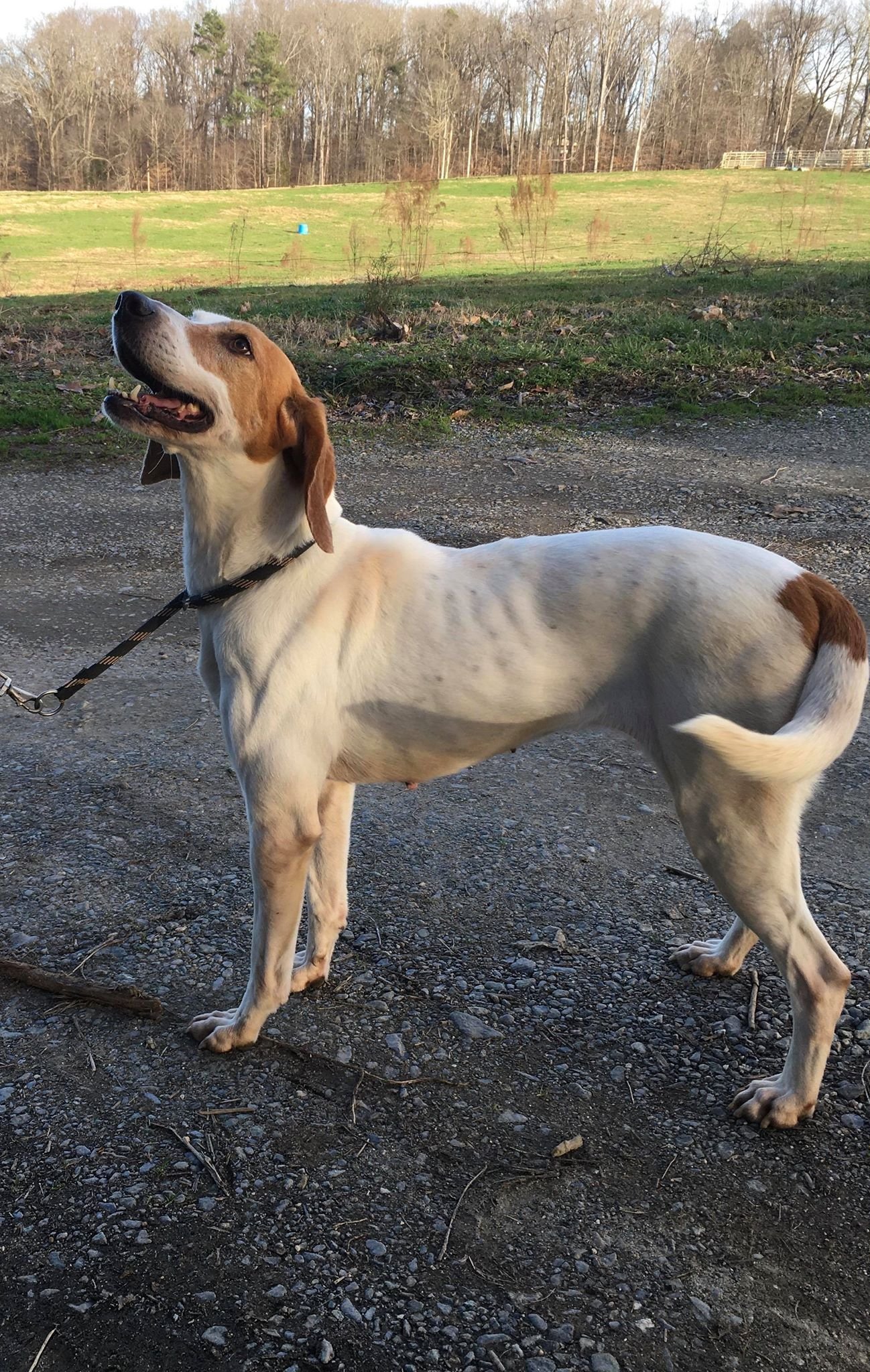 Katie, an adoptable Treeing Walker Coonhound in Staley, NC, 27355 | Photo Image 1