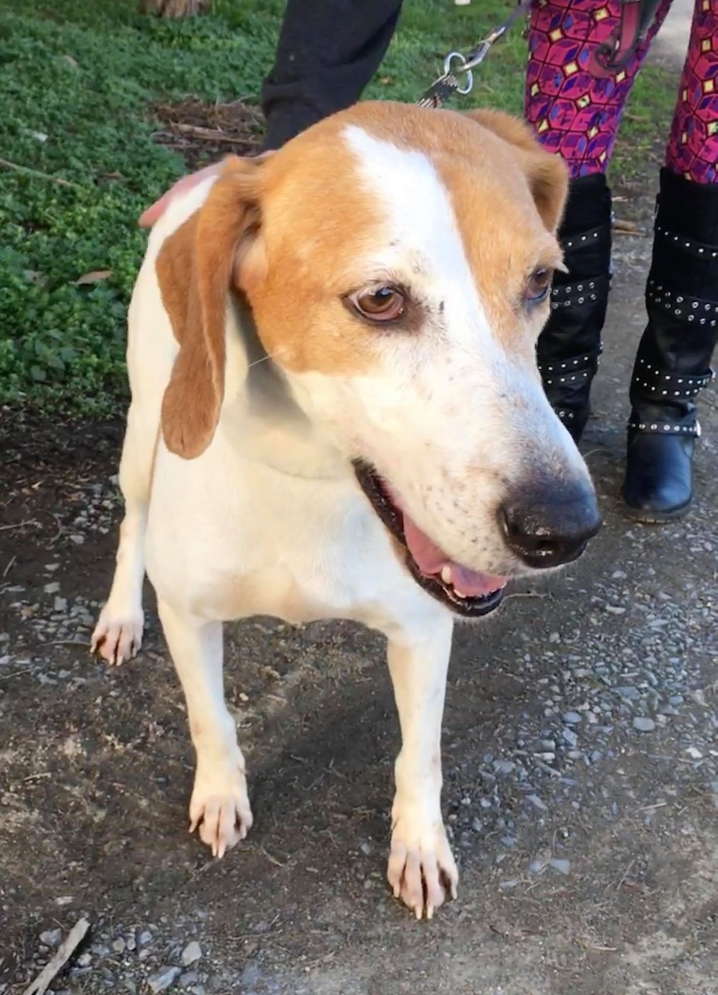 Katie, an adoptable Treeing Walker Coonhound in Staley, NC, 27355 | Photo Image 2