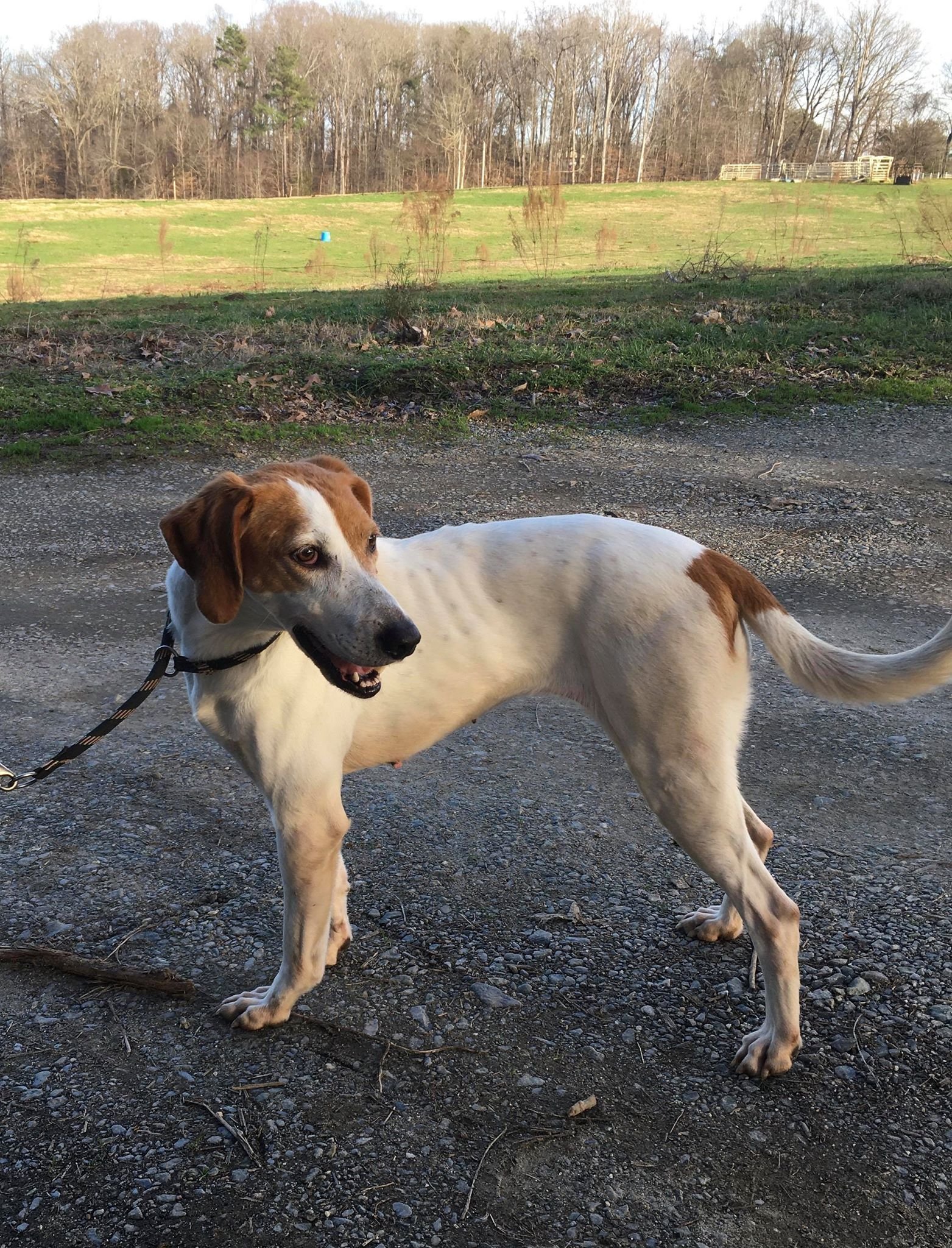 Katie, an adoptable Treeing Walker Coonhound in Staley, NC, 27355 | Photo Image 3