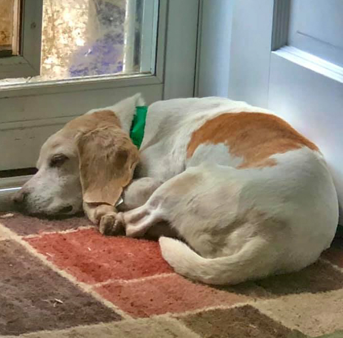 Abraham Warren, an adoptable Beagle in Waldorf, MD, 20604 | Photo Image 2