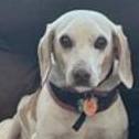 Abraham Warren, an adoptable Beagle in Waldorf, MD, 20604 | Photo Image 1
