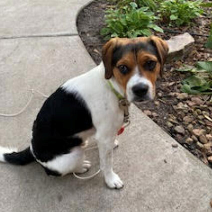 Bowie **Foster Needed**, an adoptable Beagle in Monticello, MN, 55362 | Photo Image 2