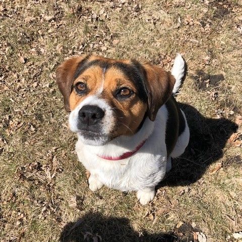 Bowie **Foster Needed**, an adoptable Beagle in Monticello, MN, 55362 | Photo Image 3