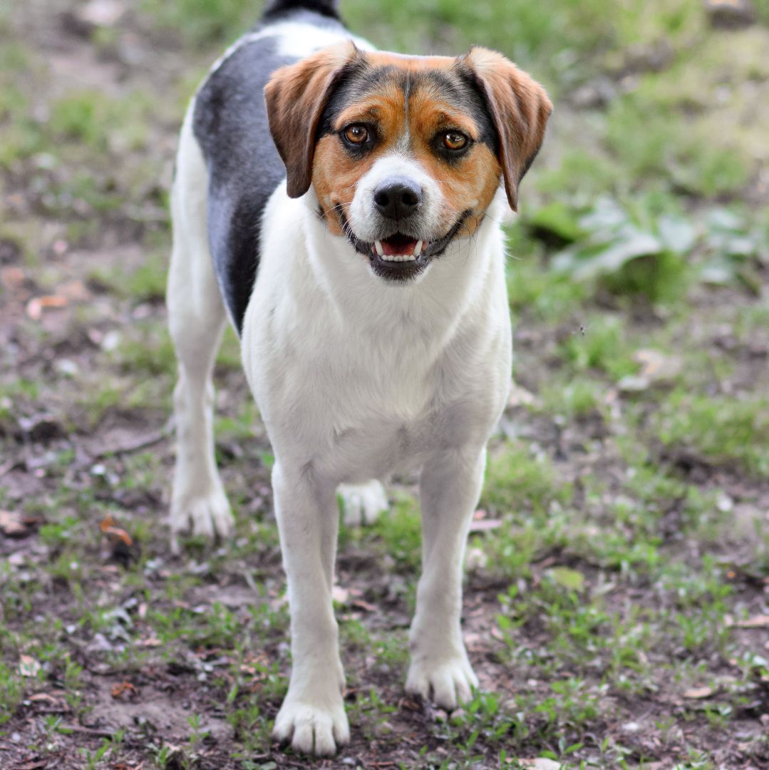 Bowie **Foster Needed**, an adoptable Beagle in Monticello, MN, 55362 | Photo Image 4