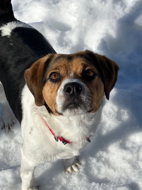 Bowie **Foster Needed**, an adoptable Beagle in Monticello, MN, 55362 | Photo Image 5