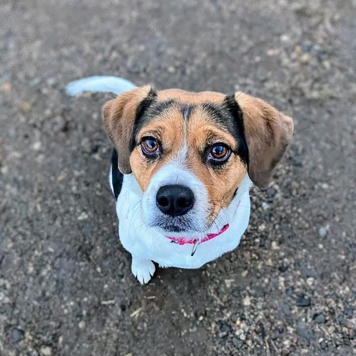 Bowie, an adoptable Beagle in Monticello, MN, 55362 | Photo Image 1