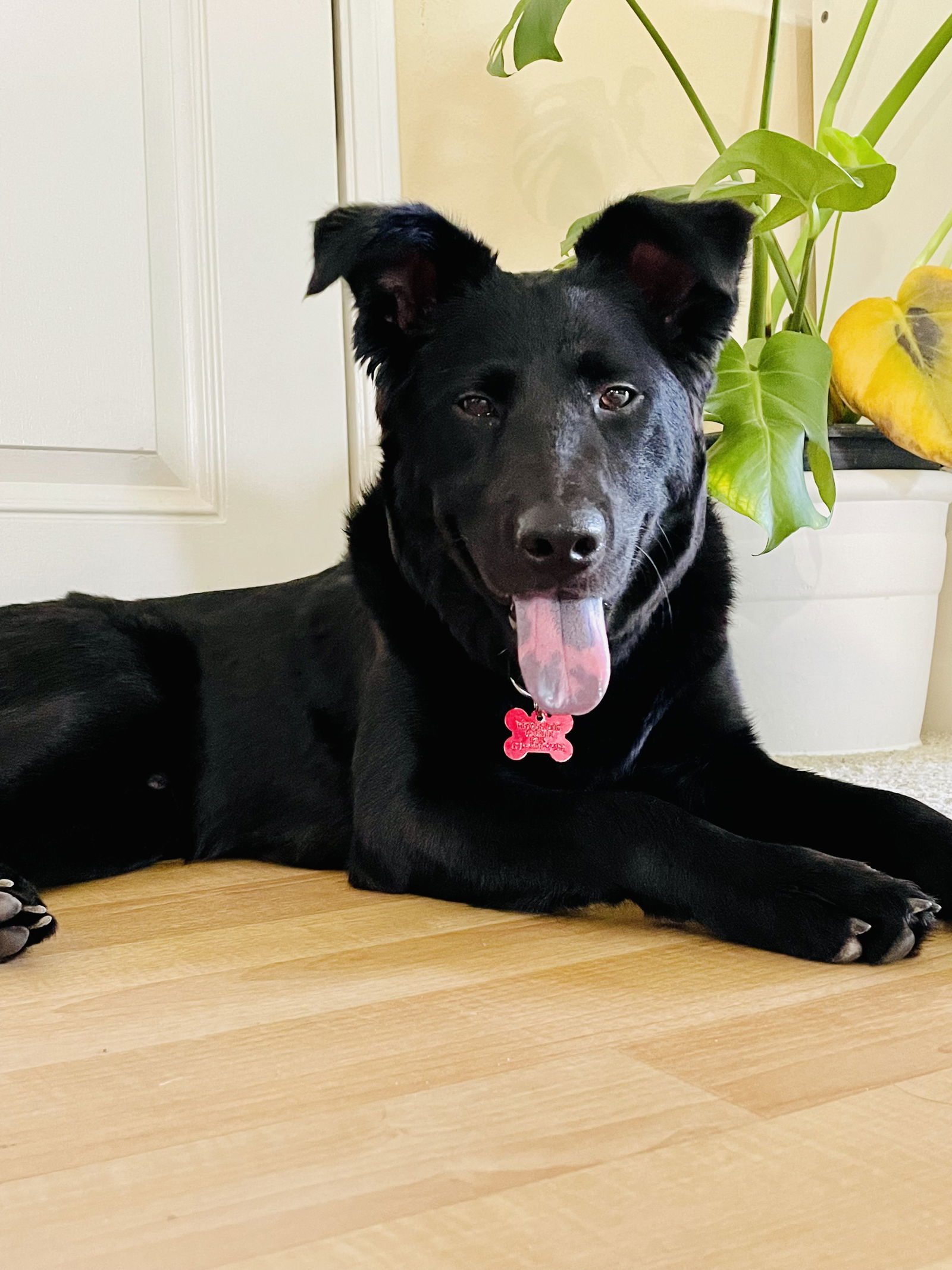 Bear, an adoptable Golden Retriever, Labrador Retriever in San Diego, CA, 92108 | Photo Image 1