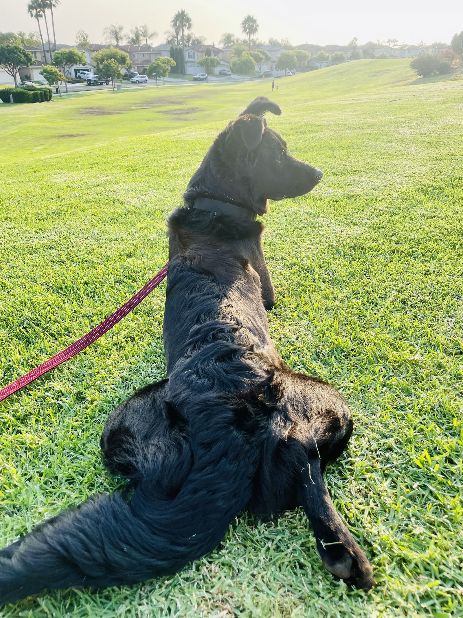 Bear, an adoptable Golden Retriever, Labrador Retriever in San Diego, CA, 92108 | Photo Image 2