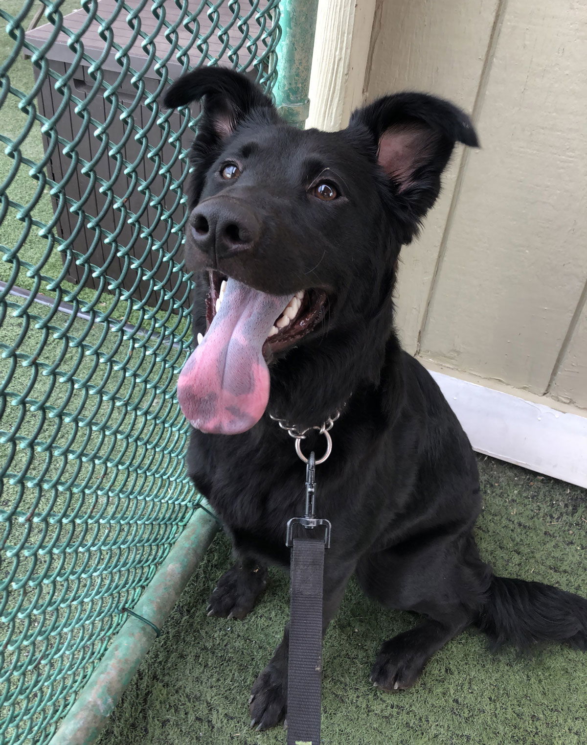 Bear, an adoptable Golden Retriever, Labrador Retriever in San Diego, CA, 92108 | Photo Image 3