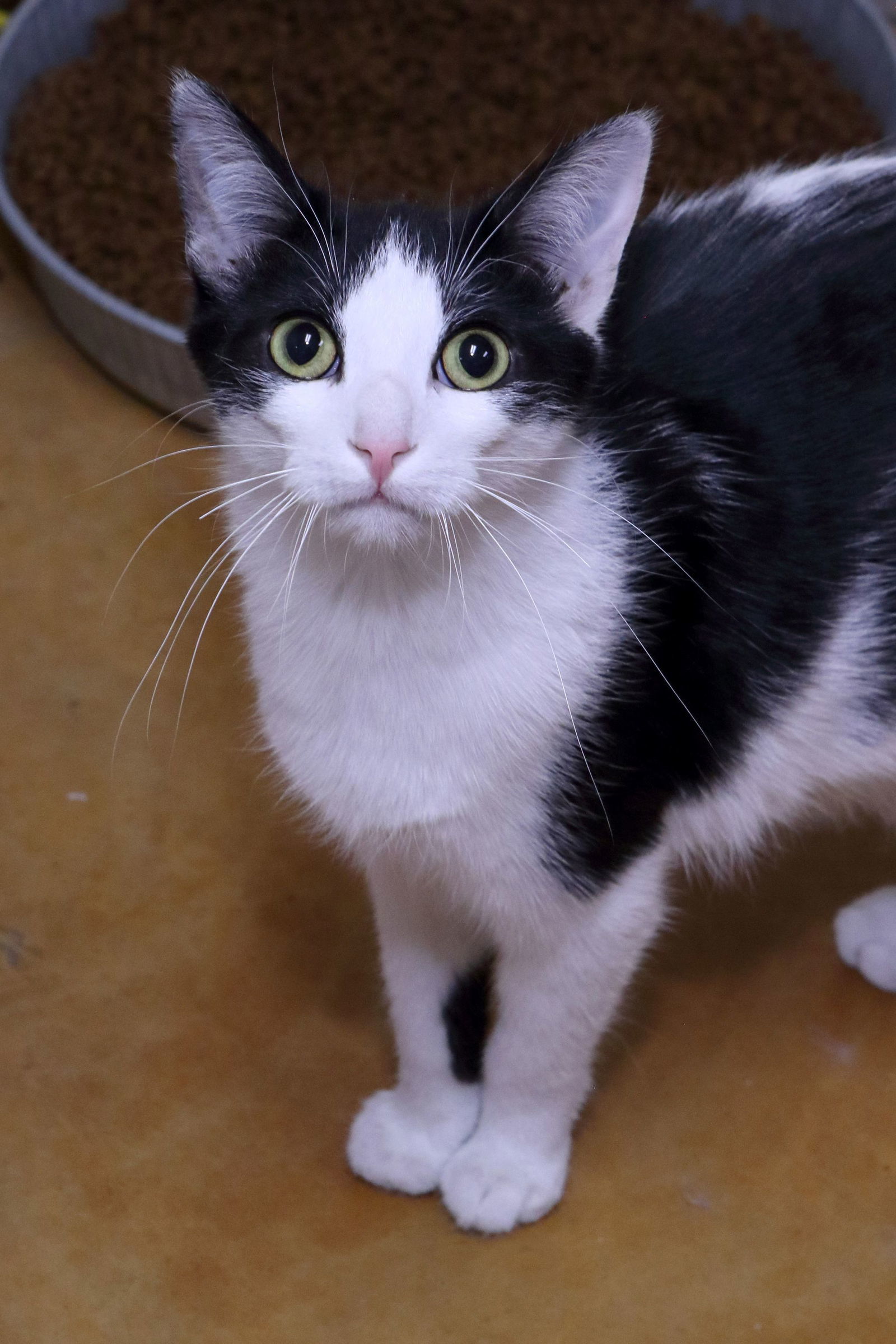 Apollo, an adoptable Domestic Short Hair in Austin, MN, 55912 | Photo Image 1