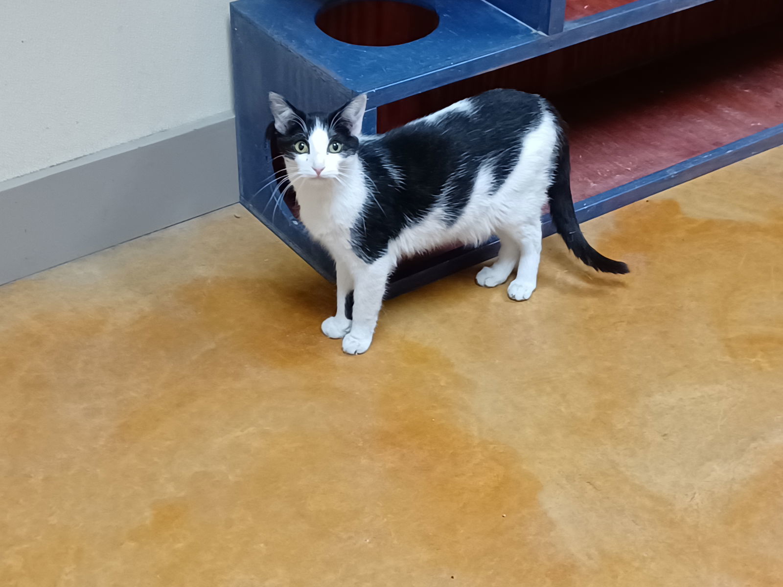 Apollo, an adoptable Domestic Short Hair in Austin, MN, 55912 | Photo Image 3