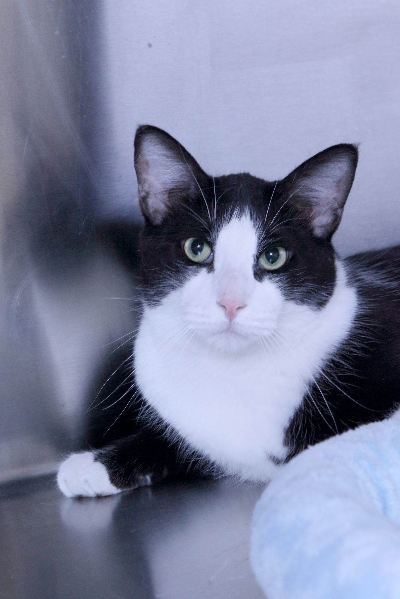 Flynn, an adoptable Domestic Short Hair in Austin, MN, 55912 | Photo Image 1