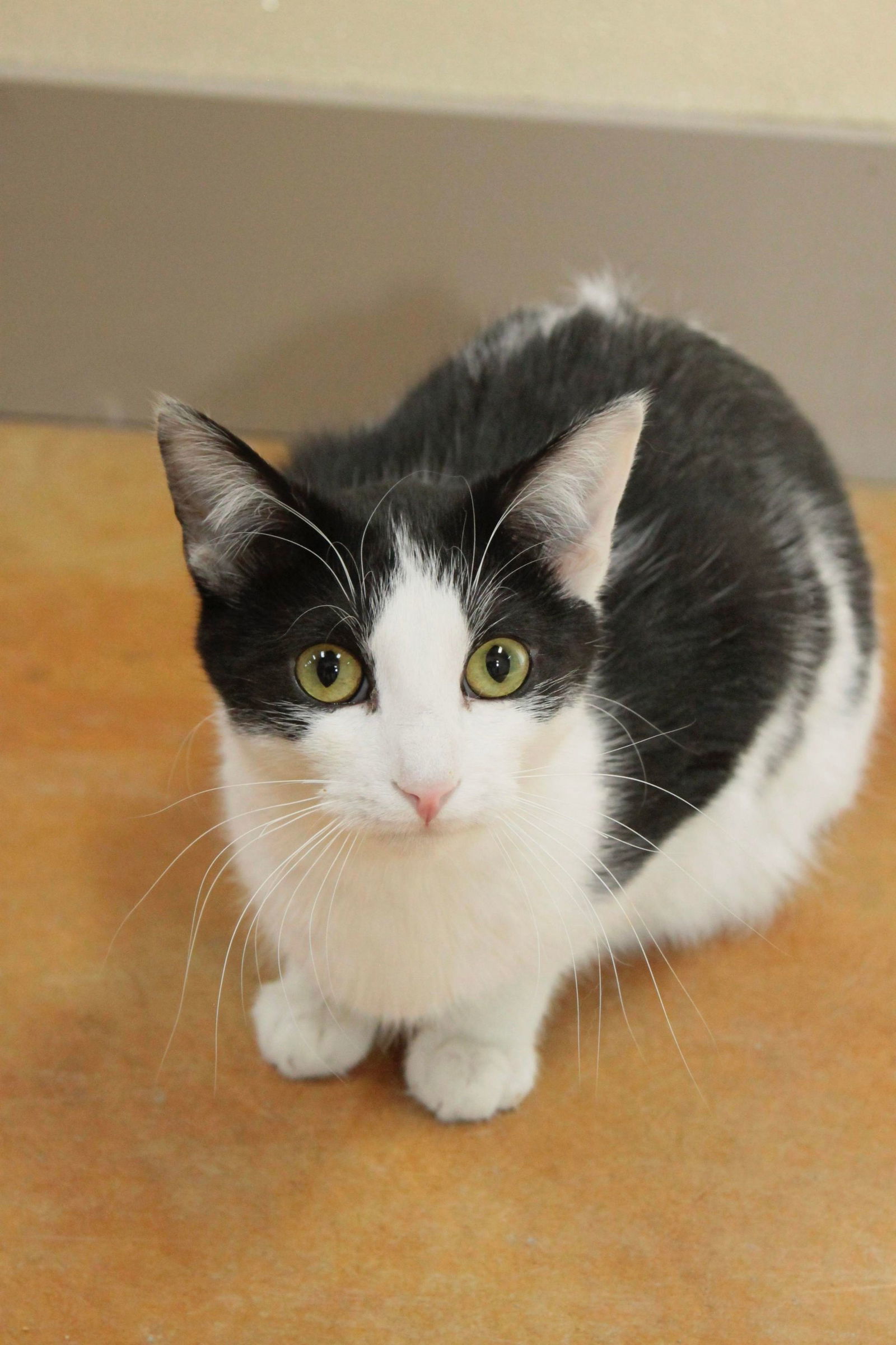 Flynn, an adoptable Domestic Short Hair in Austin, MN, 55912 | Photo Image 2