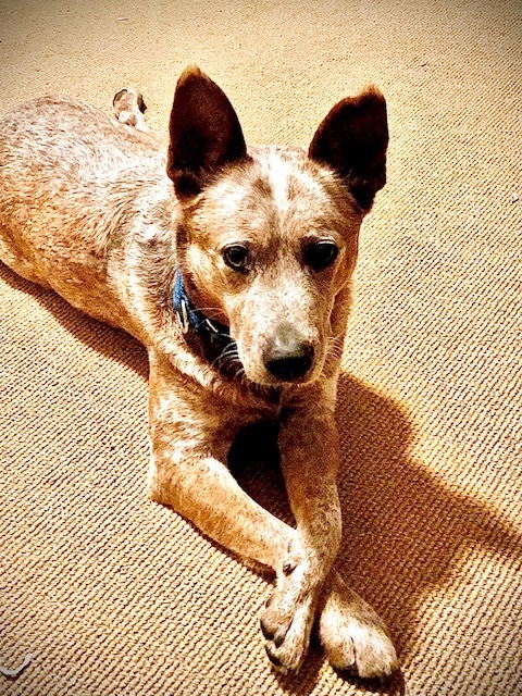 Bourbon, an adoptable Australian Cattle Dog / Blue Heeler in Raleigh, NC_image-5
