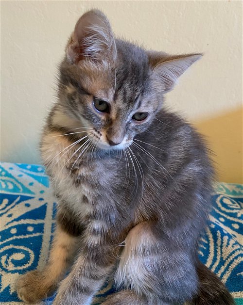 Cat for adoption Scout, a Tabby & Domestic Medium Hair Mix in