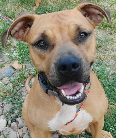 Reya, an adoptable Terrier in Frankston, TX, 75763 | Photo Image 1